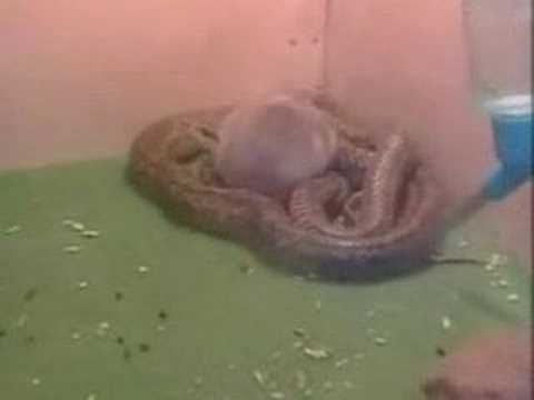 Serpiente y ratón ¿Pueden ser amigos?