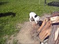 Baby Rat Terrier