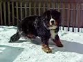 Do Something Interesting You Dog!