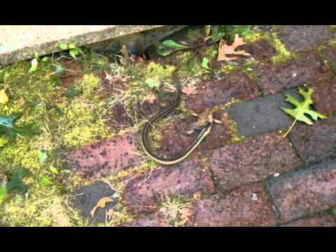 snake