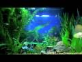 videos de Tetra and Danio fish tank