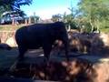 videos de Dancing_Elephant at Busch Gardens