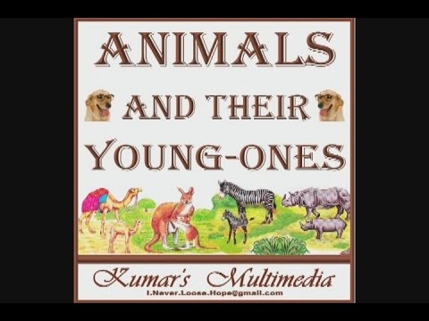 Animals And Young Ones Chart