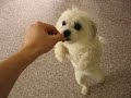 muscle woman, dog, standing upright and walking and twirling