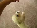 muscle woman, dog, standing upright and walking and twirling