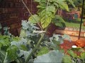 Lifting the tomatoes - Part2