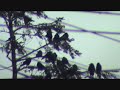 crows crows