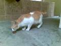 Kumi's cats