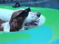 Pool Hounds