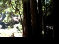 Muir Woods National Monument