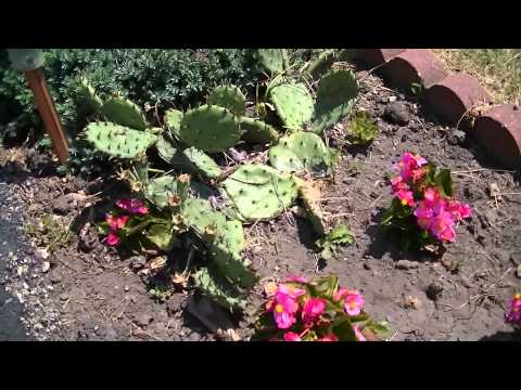 how to transplant opuntia