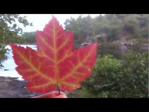 how to grow acer palmatum from seed