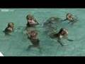 Macaques dive in to cool off