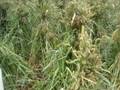 videos de Finger millet or African millet- Ragi