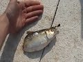 STRIPER BAIT - Now this was a big live herring!