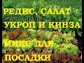 Видео - Посадка редиса, салата, укропа и кориандра( кинзы) на ленте из туалетной бумаги!