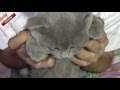 Видео - Чем закапывать глаза котам