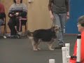 Three Legged Agility Dog, Serena, Fullhouse Qualifying Run