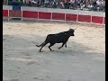 15 Aout, Roquemaure, course de razeteurs