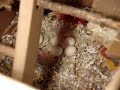 lovebird-throws-a-temper-tantrum.html