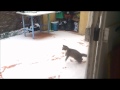 Kai the Cat and snow