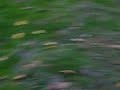 Boogie, Lilly & Stogie Playing in the yard