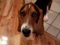 Basset
