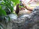 Sloth Eating Lettuce Sloth Eating Lettuce