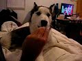 Kaiser Playing with Jeff\