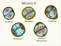 Meiosis + Music=Science Fun! Meiosis + Music=Science Fun!