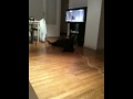 Labrador joue seul