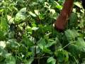 Lumera(Trailer)