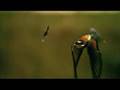 MEROPS APIASTER   Gruccione   SLOW MOTION