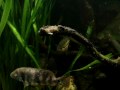 Vieja bifasciatum & Parachromis loisellei