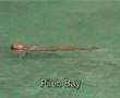 Phi Phi Island