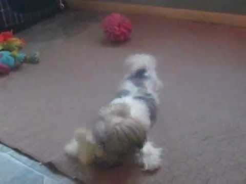Shorkie health issues, Liver issues 