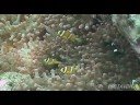 PADI Scuba Diving Shcool（ダイビング講習　白崎）