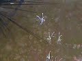 Baby cardinalfish eating brine shrimp