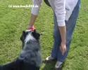 Obedience Bericht