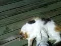 cat rollong over none stop