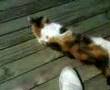 cat rollong over none stop