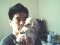 Siopao-Shi-Chi puppy (5 weeks old) Siopao-Shi-Chi puppy (5 weeks old)