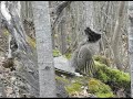Ruffed grouse drumming