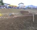apecar frende trophy