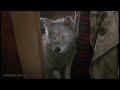 Click here to watch this video Pet Sematary 2 (2/9) Movie CLIP - Zowie Returns (1992) HD