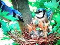 Vídeo sobre la primavera per alumnat nouvingut