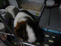 Baby Cavy. Baby Cavy.
