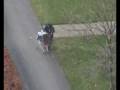 videos de De zwerver overwintert