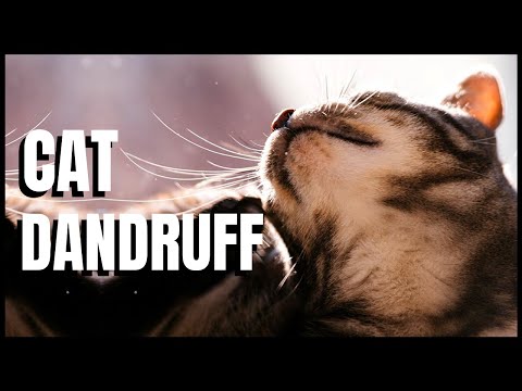 Cat Dandruff