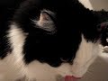 A cat drink water directly from a tap.
